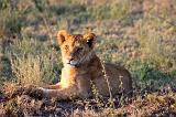 TANZANIA - Serengeti National Park - Leoni Lions - 47